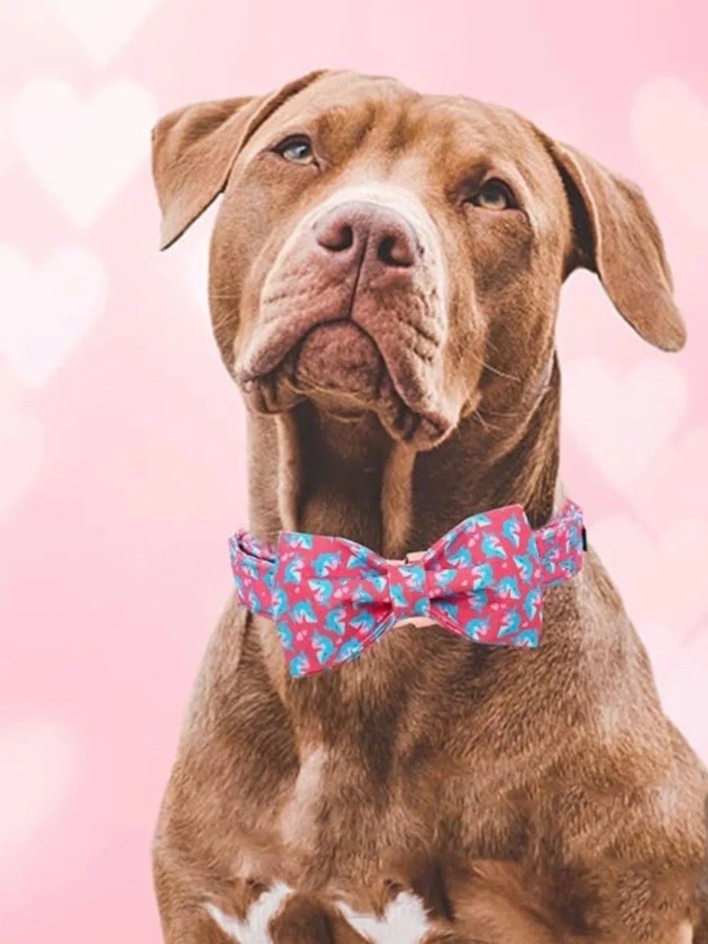 Shark Print Dog Collar & Bow Tie Set Large NWT